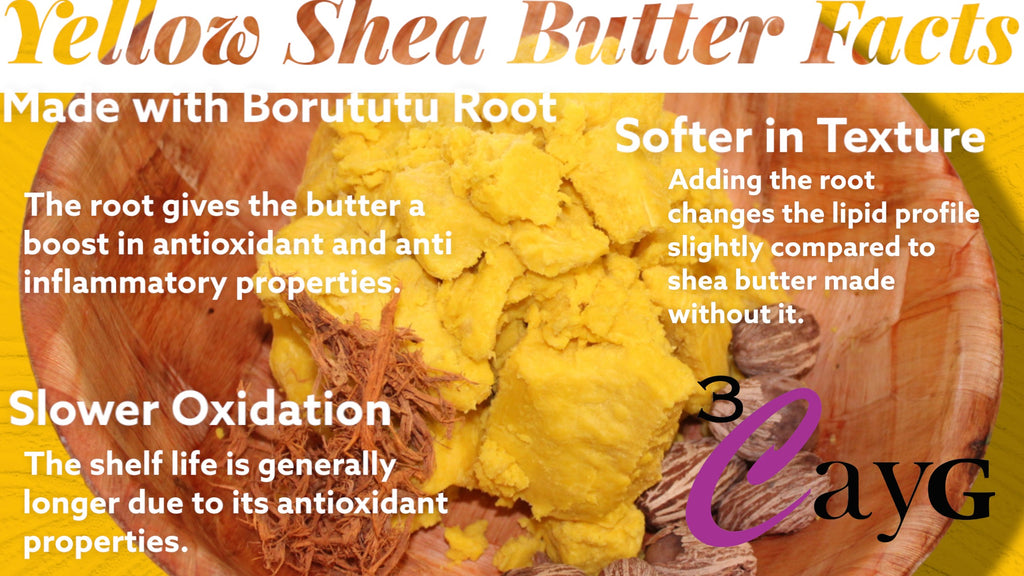 Yellow Shea butter in a bowl with borututu root and shea nuts